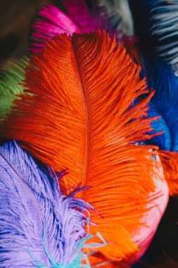 Beyaz arkaplana yerleştirilmiş renkli dekoratif tüy koleksiyonu