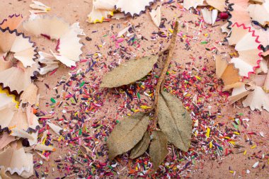 Renkli kalemle tıraş olurken kuru yapraklar