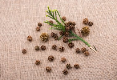 Çadır kapsülleri, kapsüller ve çam kozalakları.