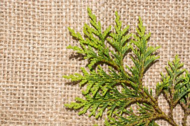 Keten brandaya yerleştirilmiş yeşil yapraklar