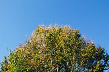 Ağacın üst kısmı ağaç dalları ve gökyüzü manzaralı