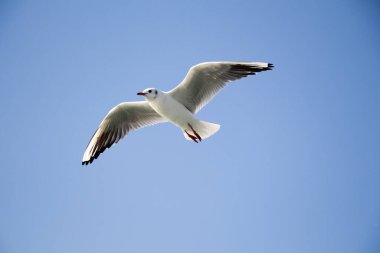 Martı deniz sular gökte uçuyor