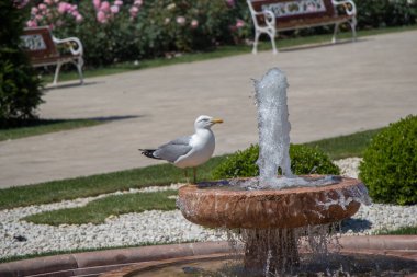 Bir çeşme kenarında buldum tek martı