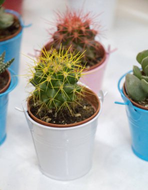 Küçük bir tencerede renkli bir kaktüs bitkisi