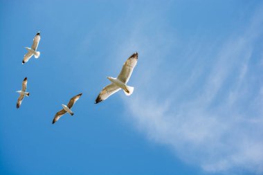Arka plan olarak gökyüzünde uçan martılar