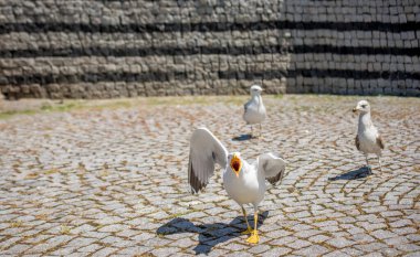 Arka planda tek bir martı var.
