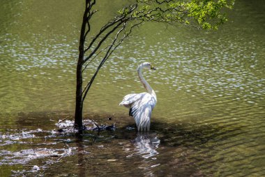Tek kuğular doğal ortamda yaşar.