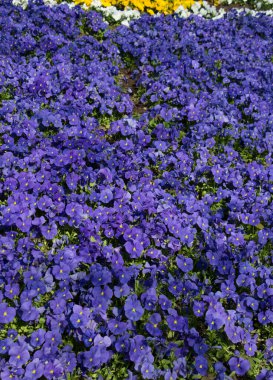 Renkli bir arkaplan olarak açan bahar çiçekleri