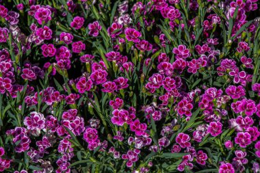 Renkli bir arkaplan olarak açan bahar çiçekleri