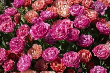 Bahar bahçesinde renkli lale çiçekleri açar.