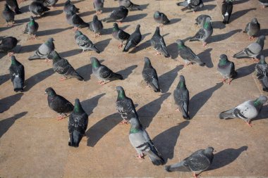 Yalnız kuşlar şehir ortamında yaşar.