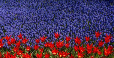 Renkli bir arkaplan olarak açan bahar çiçekleri