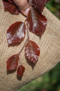 Eline bir defter sayfası bırakır