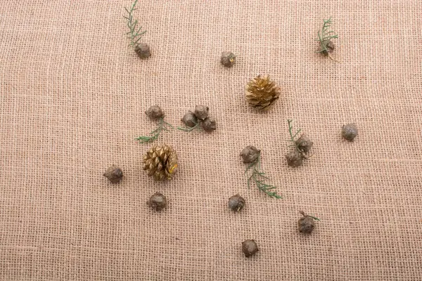 stock image Plant pods, capsules and pine cones on canvas background