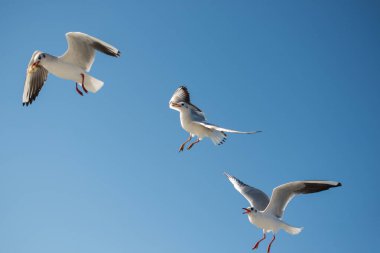 Arka plan olarak mavi gökyüzünde uçan martı.