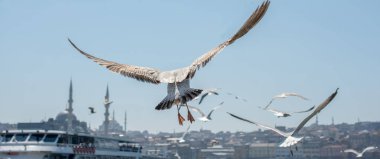 Arka planda cami olan martı gökyüzünde uçuyor.