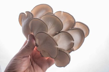 İstiridye mantarı ya da Pleurotus ostreatus kolayca ekilmiş mantar.