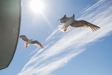 Arka plan olarak mavi bir gökyüzü uçan martılar