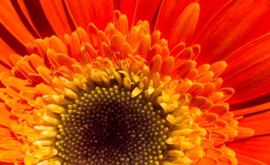 Makro manzaralı güzel renkli doğal bahar çiçekleri