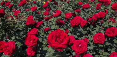 Güzel renkli gül arkaplanı