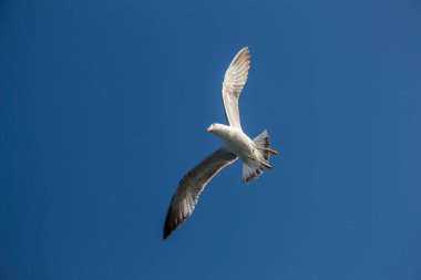 Arka plan olarak mavi gökyüzünde uçan tek bir martı.