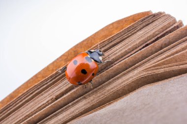 Kırmızı uğur böceği bir defter üzerinde yürüyen güzel fotoğraf