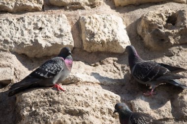 Yalnız kuşlar şehir ortamında yaşar.