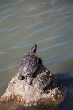 Lonely turtle found by the lake clipart