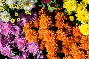 Arka plan olarak güzel taze çiçekler