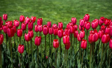 Kartpostal güzelliği tasarımı için güzel laleler.