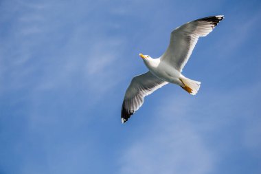 Arka plan olarak bulutlu bir gökyüzünde uçan tek bir martı.