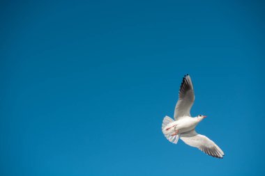 Arka plan olarak gökyüzünde uçan tek bir martı.