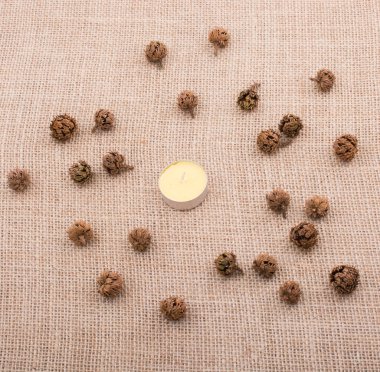 Bitki bakla, kapsül ortada bir mum