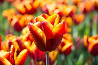 Bahar mevsiminde açan Lale Çiçekleri