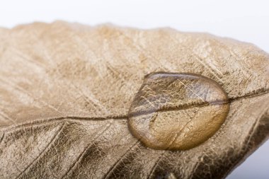 Bir altın rengi yaprak boyalı bulundu damla su