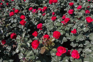 Güzel renkli gül arkaplanı