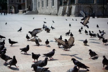 Güzel güvercin kuşları, şehir güvercinleri şehir ortamında yaşıyor.