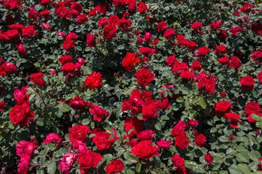 Güzel renkli gül arkaplanı