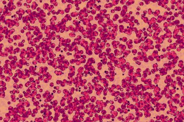 Bakteri hücresinin şekli: cocci, bacilli, spirilla bakteri arka planı