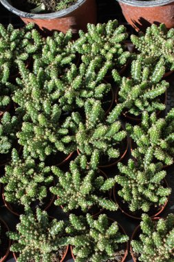 Küçük bir tencerede renkli bir kaktüs bitkisi