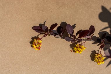 Kahverengi arka planda renkli yabani bahar çiçekleri