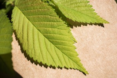 Eline bir defter sayfası bırakır