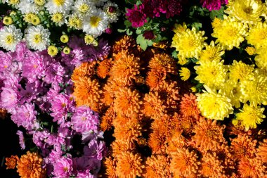 Arka plan olarak güzel taze çiçekler