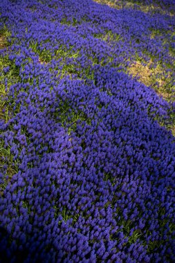 Renkli bir arkaplan olarak açan bahar çiçekleri