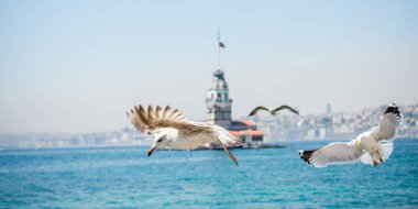 Arkasında Bakire Kulesi olan bir gökyüzünde martı.