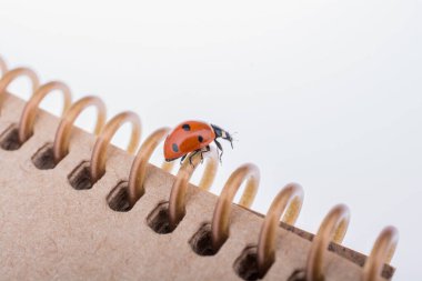 Kırmızı uğur böceği bir defter üzerinde yürüyen güzel fotoğraf