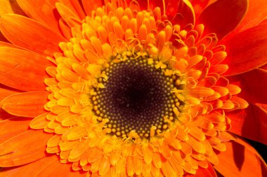 Makro manzaralı güzel renkli doğal bahar çiçekleri