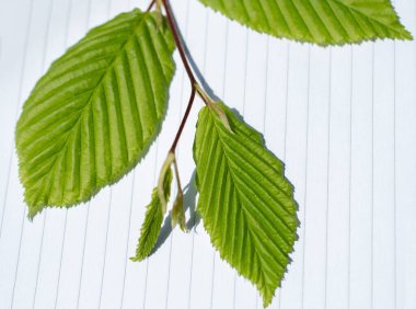 Eline bir defter sayfası bırakır