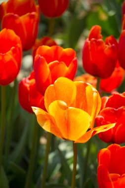 Bahar mevsiminde açan Lale Çiçekleri