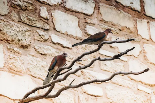 stock image Cute bird as an image of Wildlife and nature